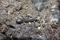 Ambystoma laterale