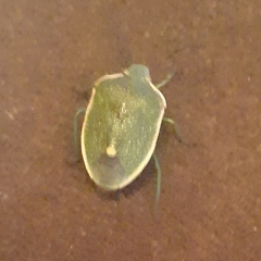 Chlorochroa uhleri