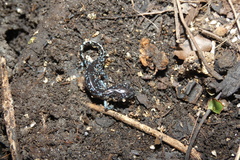 Ambystoma laterale