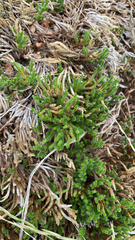 Selaginella corallina