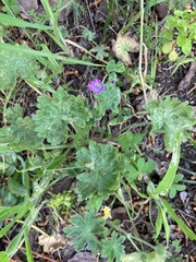 Geranium molle