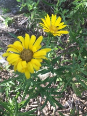 Heterotheca camporum