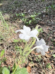 Ruellia metziae