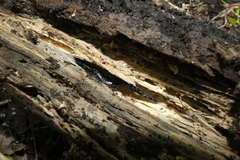 Ambystoma laterale