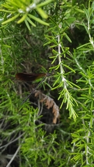 Calopteryx haemorrhoidalis