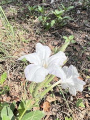 Ruellia metziae
