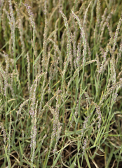 Muhlenbergia richardsonis