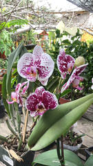 Phalaenopsis