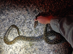 Python bivittatus