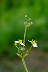 Alisma gramineum