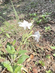 Ruellia metziae