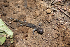 Ambystoma laterale