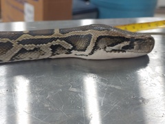 Python bivittatus