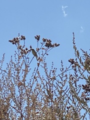 Phylloscopus trochilus