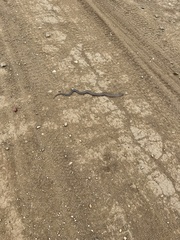 Pituophis catenifer catenifer