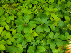 Parthenocissus inserta