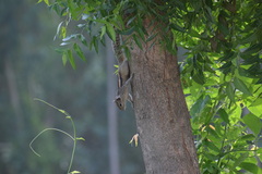 Funambulus palmarum