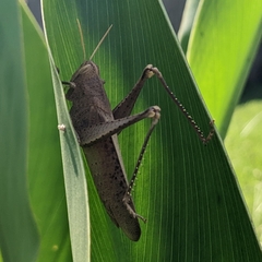 Schistocerca damnifica