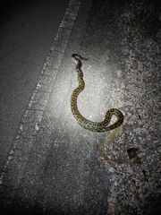 Python bivittatus
