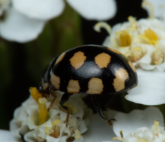 Coccinula quatuordecimpustulata