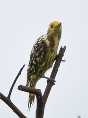 Leiopicus mahrattensis