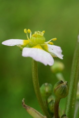 Alisma gramineum