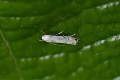 Phyllocnistis