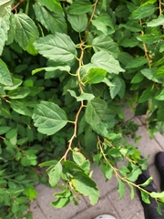 Magnoliopsida