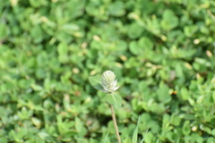 Gomphrena celosioides