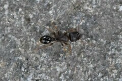 Tetramorium immigrans