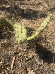 Opuntia oricola