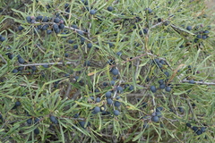 Rhamnus erythroxyloides