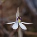 Sugar Orchid - Photo (c) QuestaGame, some rights reserved (CC BY-NC-ND), uploaded by QuestaGame