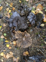 Lactarius olivaceoumbrinus