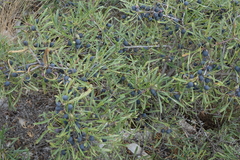 Rhamnus erythroxyloides