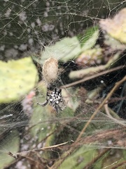 Cyrtophora citricola