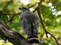 Buteo plagiatus