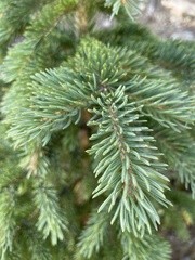 Picea engelmannii