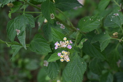Lantana camara