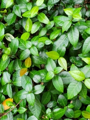 Trachelospermum asiaticum