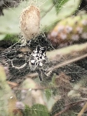 Cyrtophora citricola