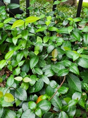 Trachelospermum asiaticum