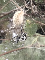 Cyrtophora citricola
