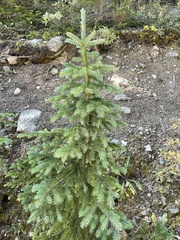 Picea engelmannii
