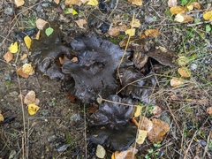 Lactarius olivaceoumbrinus