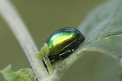 Chrysolina herbacea
