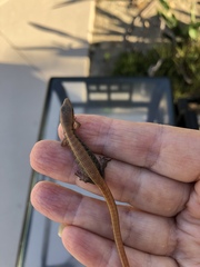 Elgaria multicarinata