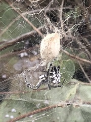 Cyrtophora citricola