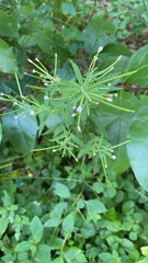 Epilobium coloratum