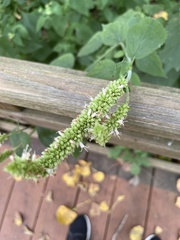 Agastache scrophulariifolia